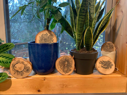 Topo Coaster | Live-Edge Birch