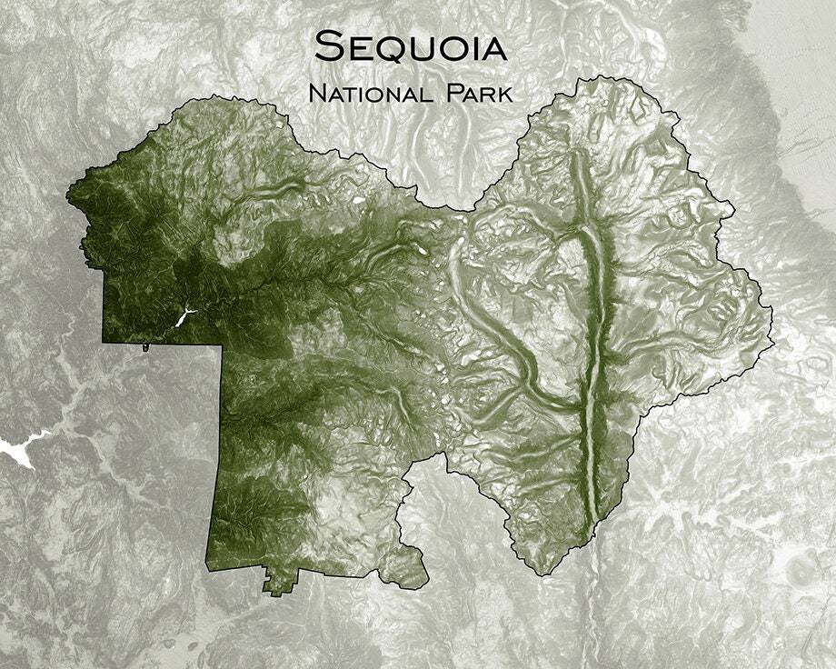 Sequoia