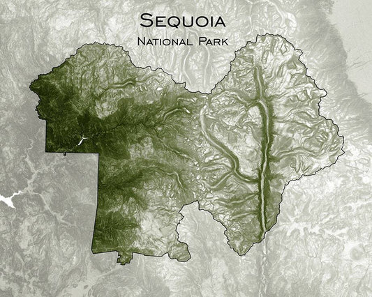 Sequoia