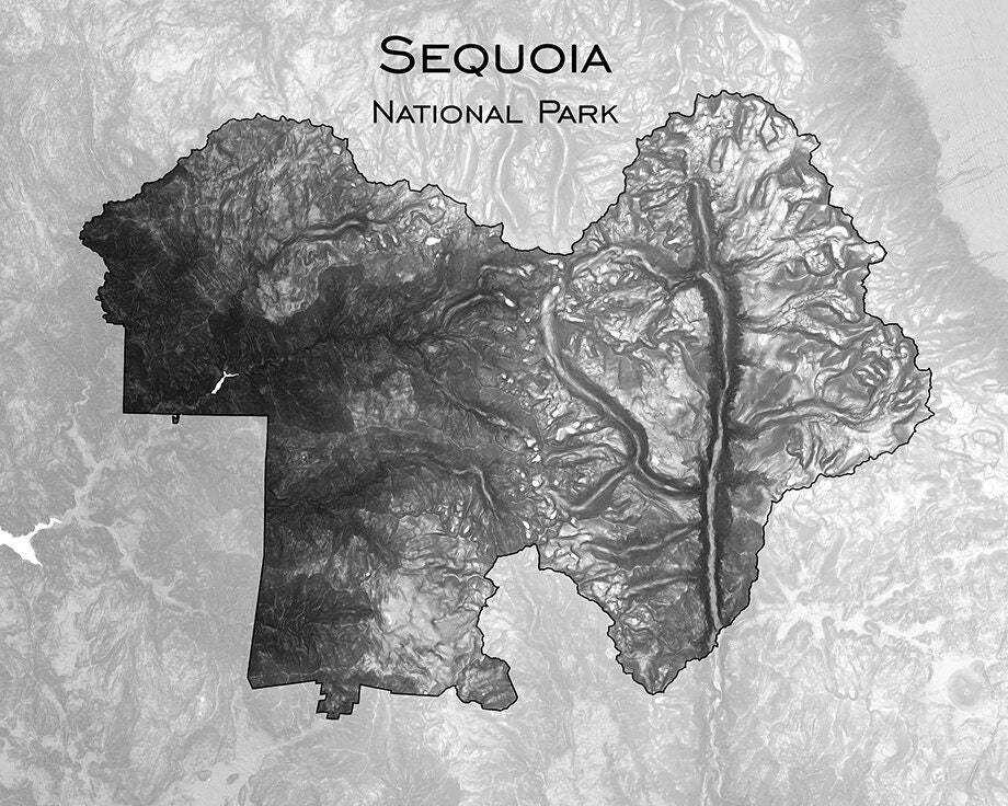 Sequoia